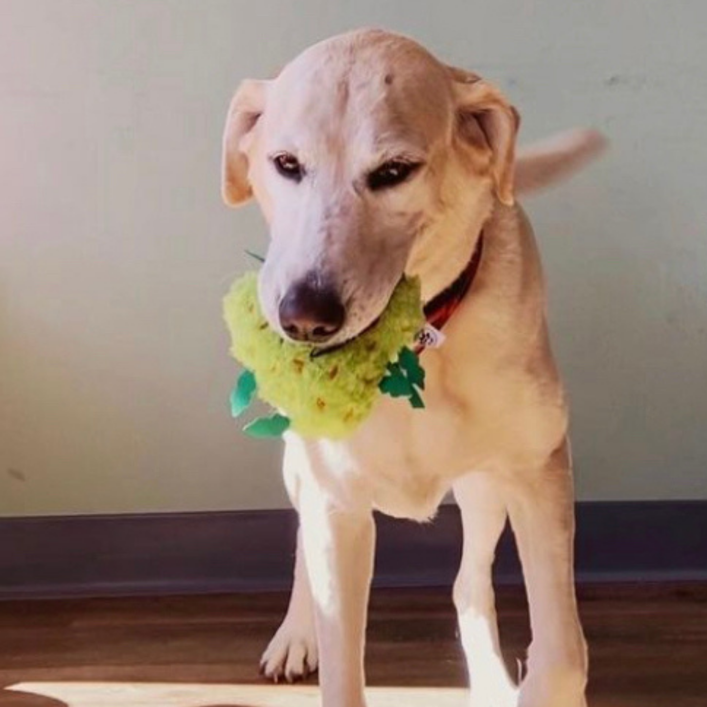 My Name is Bud the Weed Nug Plush Dog Toy