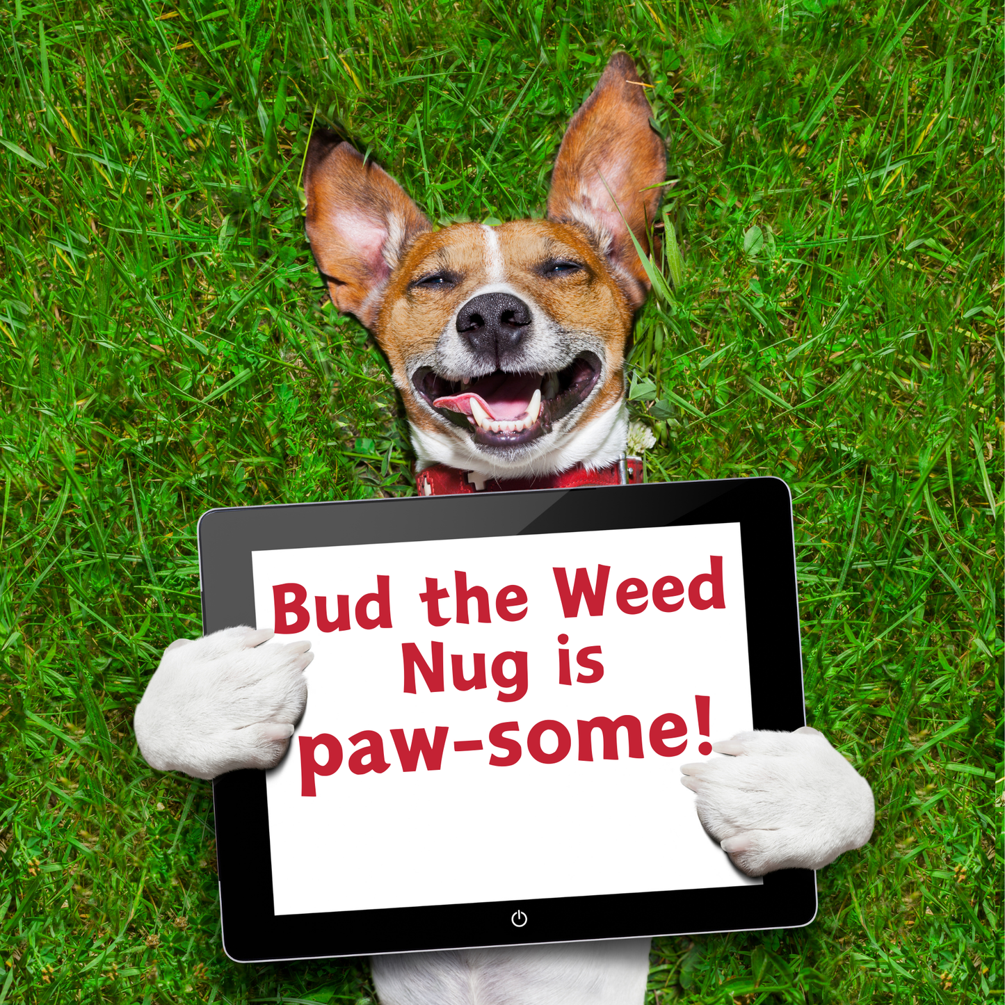 My Name is Bud the Weed Nug Plush Dog Toy