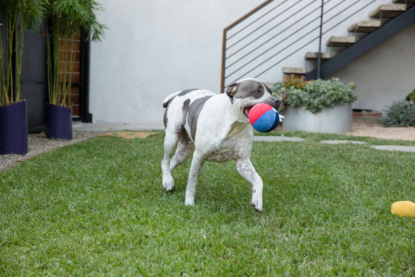 Beach Ball Plush Dog Toy w/ Squeaker by Jax & Bones