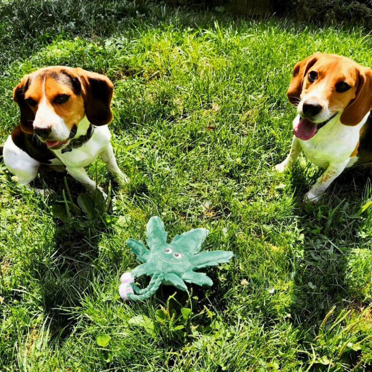 My Name is Mary Jane the Weed Leaf Stuffed Dog Toy