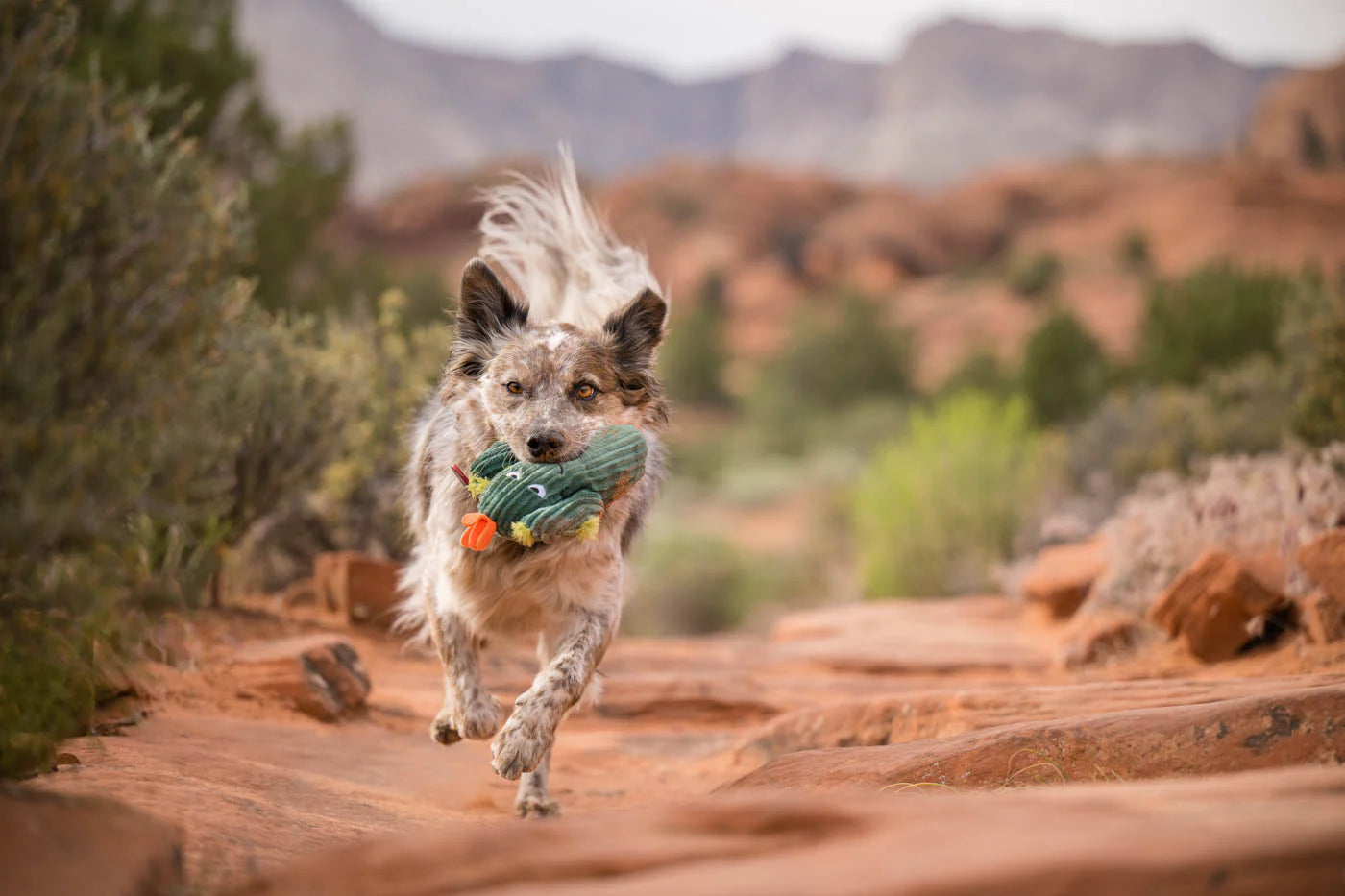 Prickly Pup Cactus Dog Toy by P.L.A.Y.